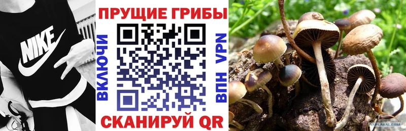 хочу блэк спрут маркетплейс Галлюциногенные грибы MAGIC MUSHROOMS Балей